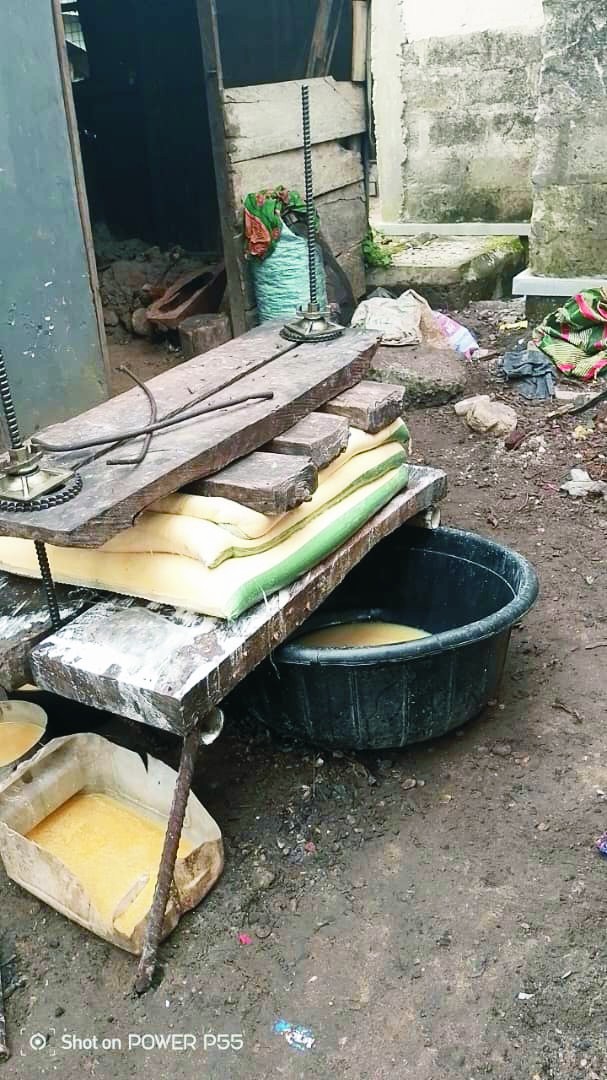 CASSAVA PLANTATION CASSAVA PLANTATION