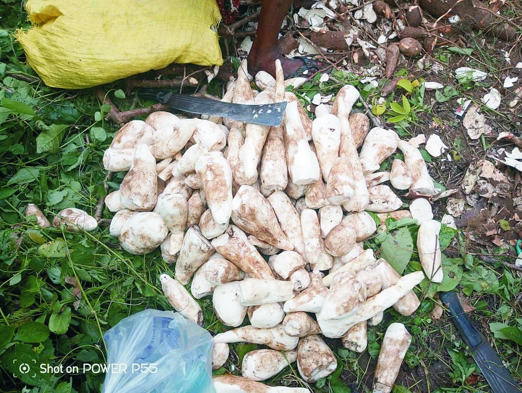 CASSAVA PLANTATION5 CASSAVA PLANTATION5