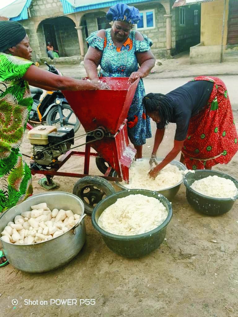 CASSAVA PLANTATION6 CASSAVA PLANTATION6