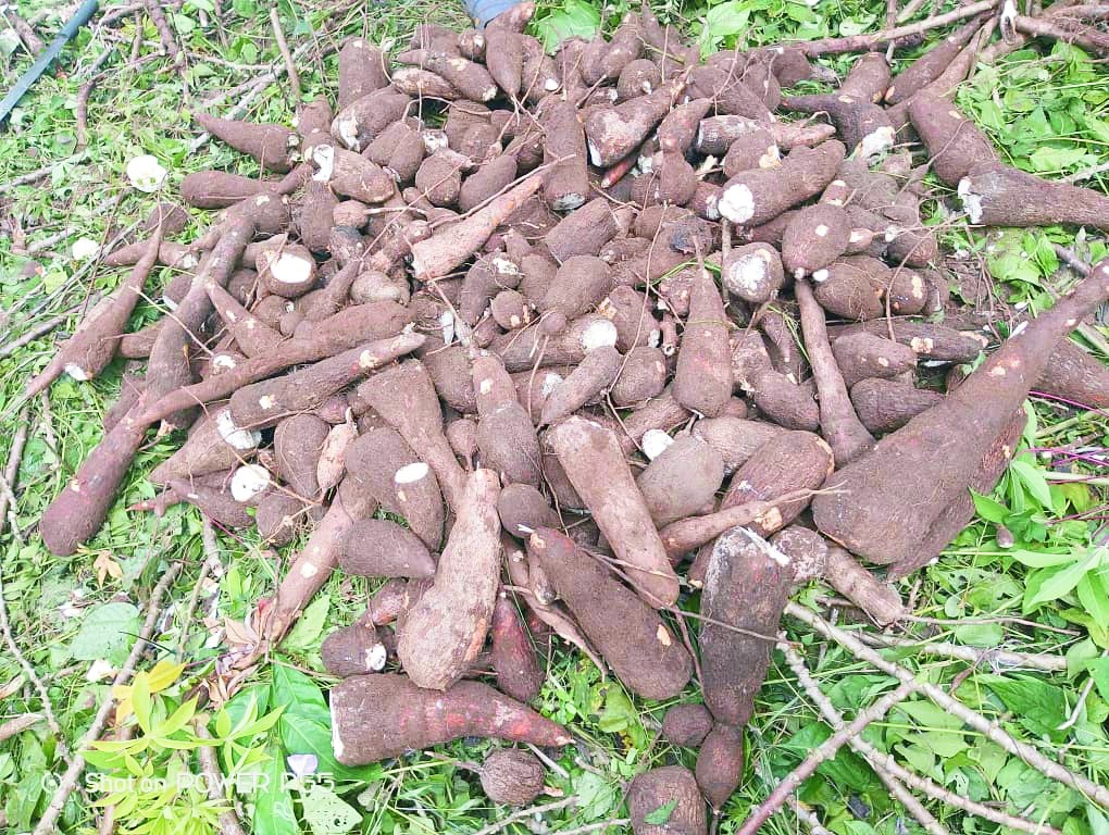 CASSAVA PLANTATION7 CASSAVA PLANTATION7